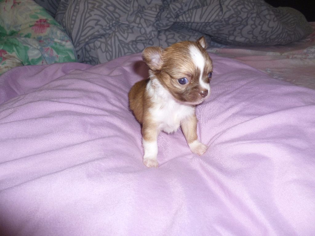 De La Fontaine Au Lait Clair - Chiots disponibles - Chihuahua